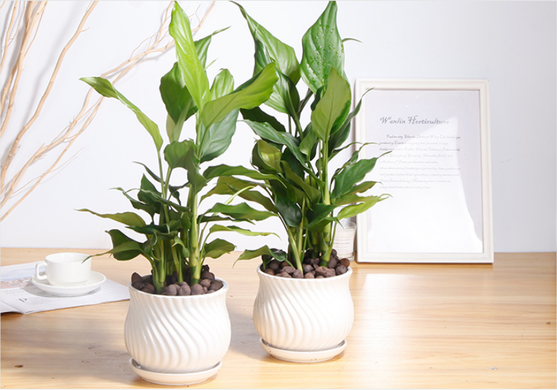 观叶植物是成都植物租赁公司在给居民或者办公