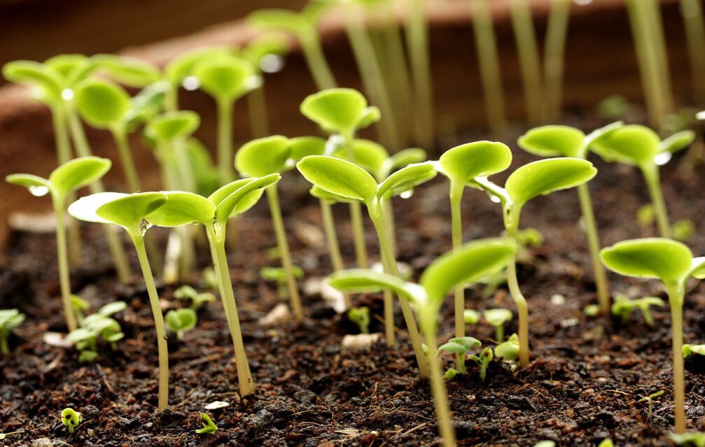 成都植物租摆：武侯区植物租摆公司