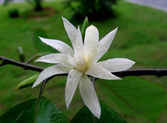 成都花卉植物室内租赁：武侯区室内绿植的选择