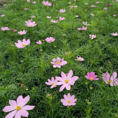 格桑花