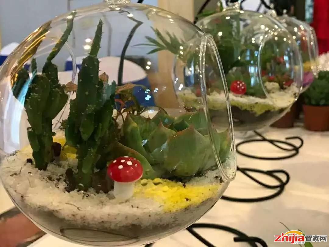  绿植租赁公司：微景观绿植DIY，清新夏日!(图5)