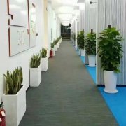 绿植租赁公司：北京办公室绿植
